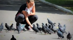 Prečo nemôže kŕmiť holuby na ulici